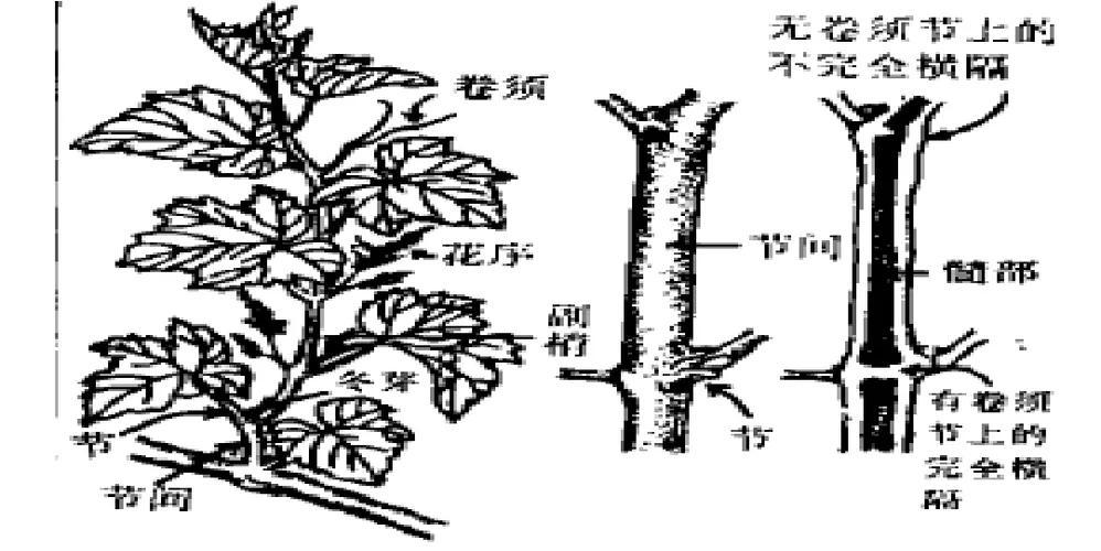 包头市最新规划展望，沙尔沁的未来发展蓝图