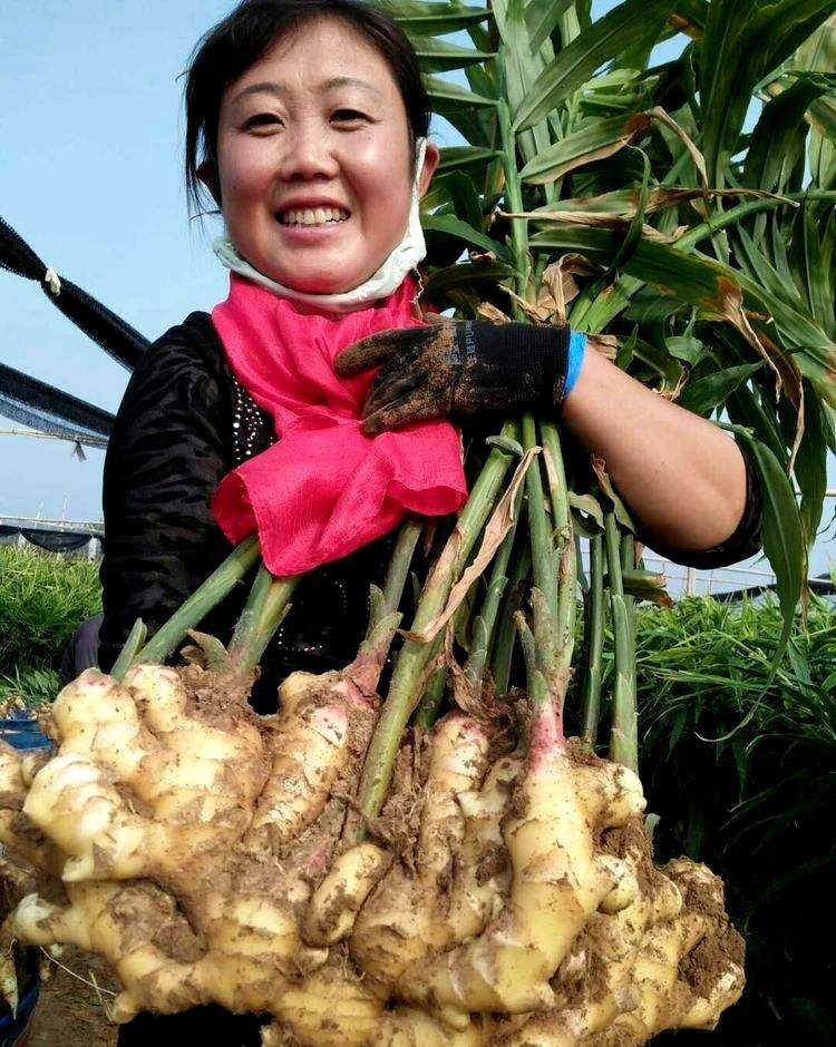 今日生姜价格行情解析